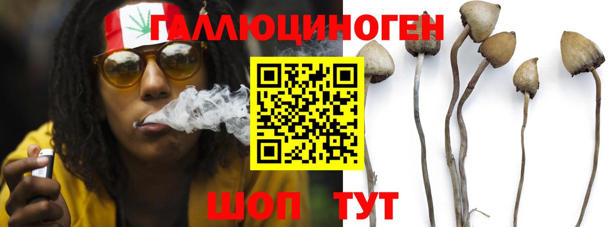 Псилоцибиновые грибы Psilocybine cubensis Кинель